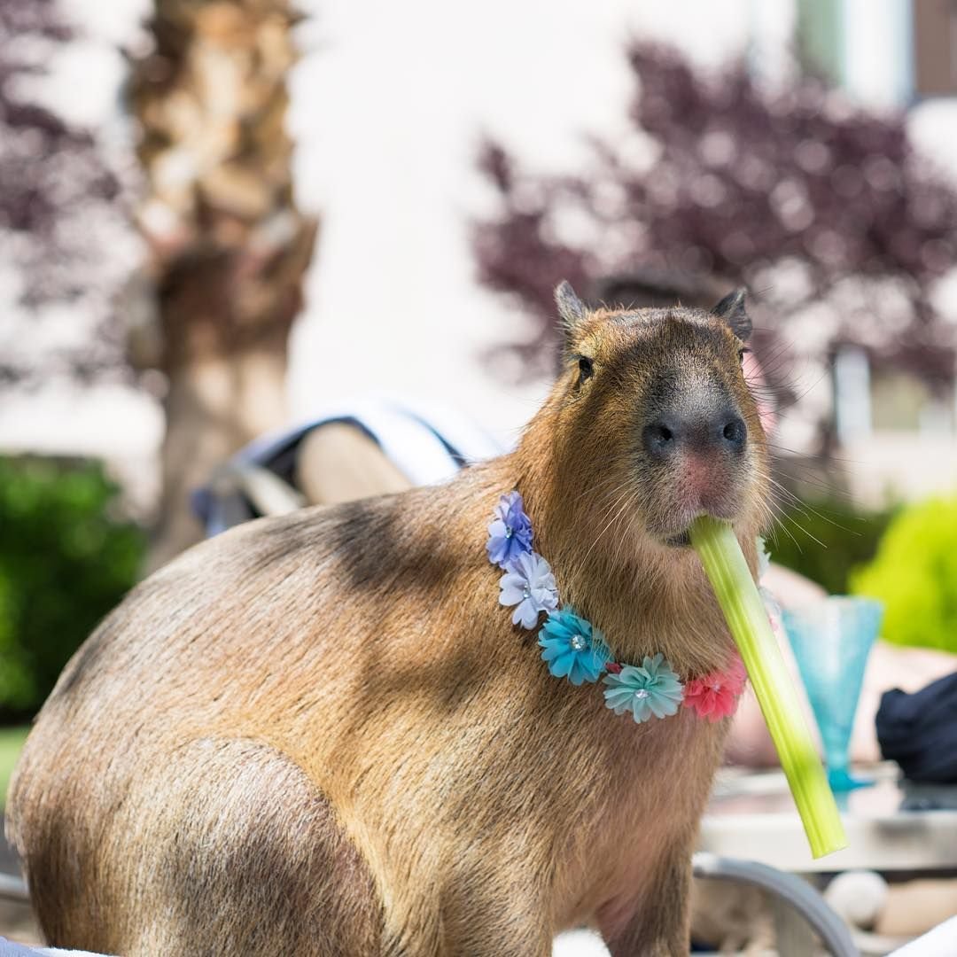 Капибара ЧИЛИТ