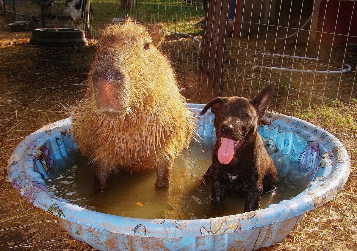 Капибара и животные