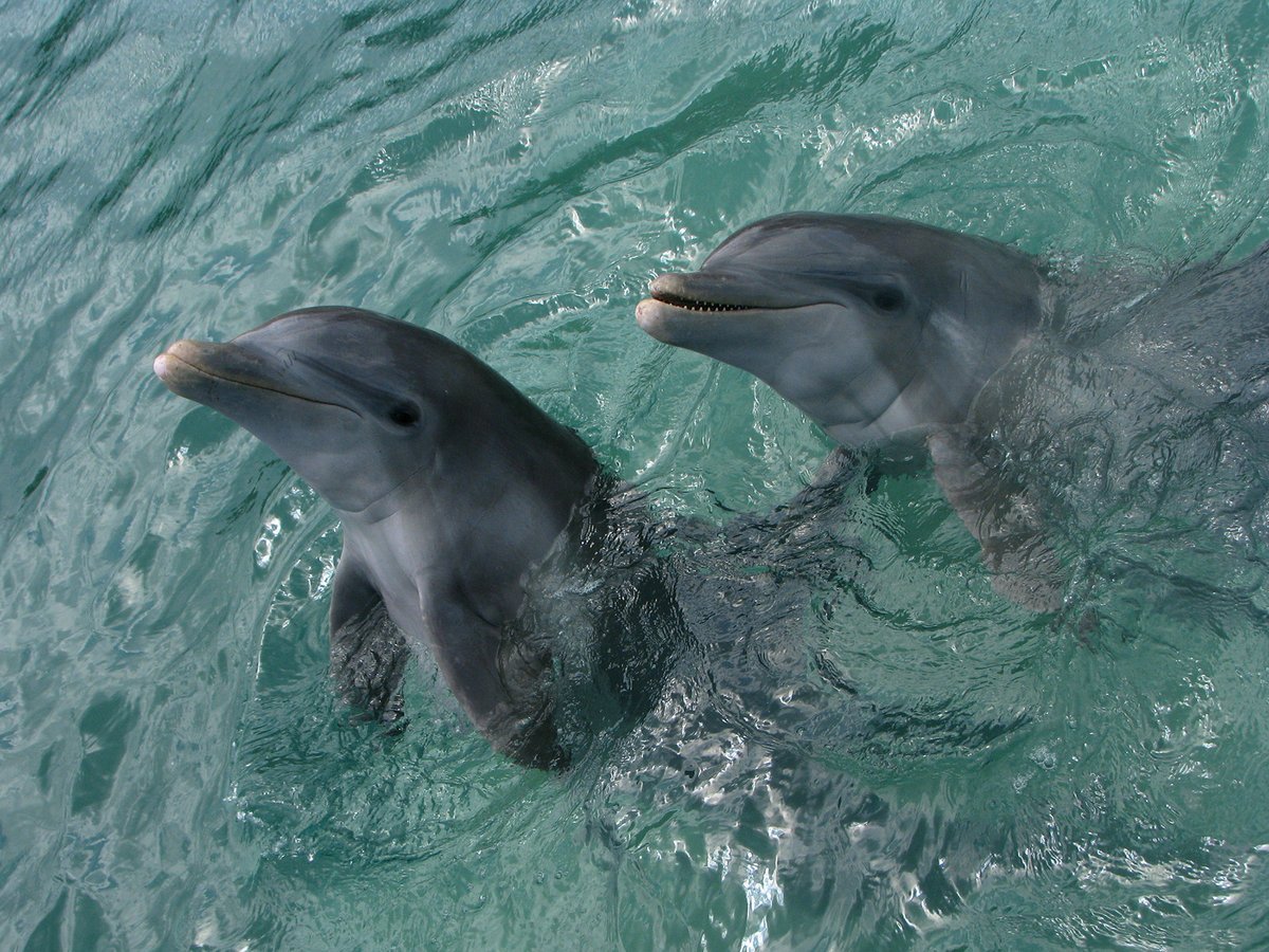 Лучшие дельфины