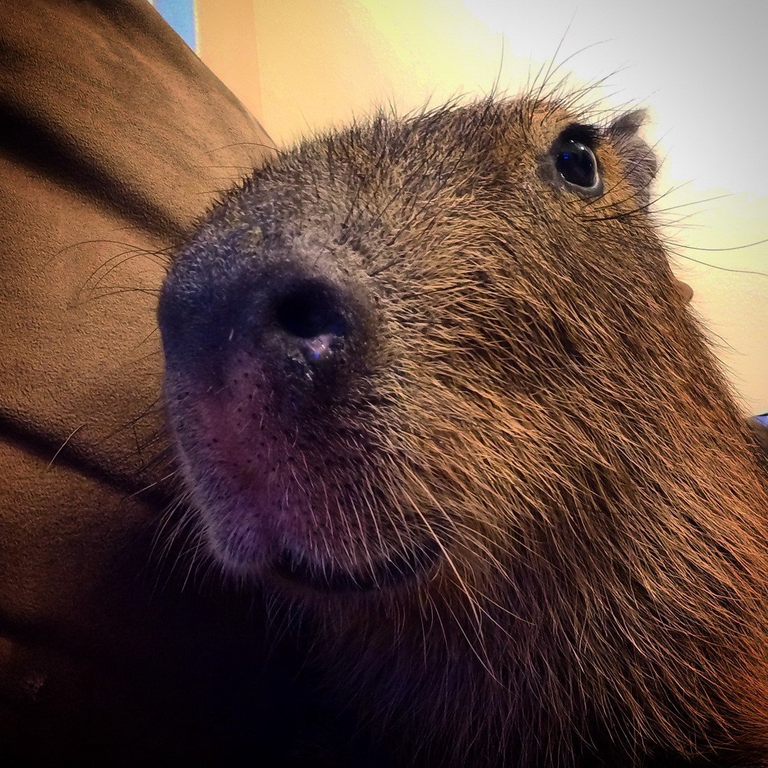 Злая капибара