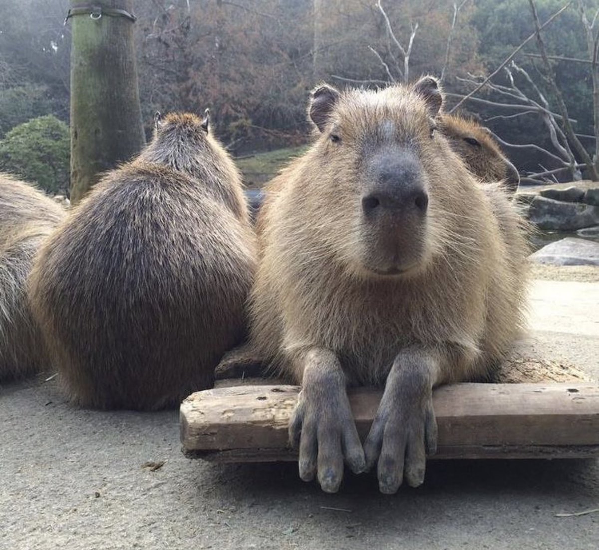 Капибара и человек