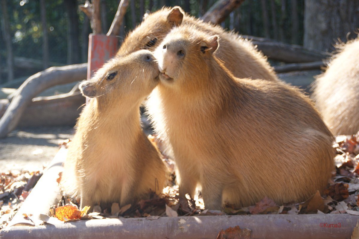 Капибара милая