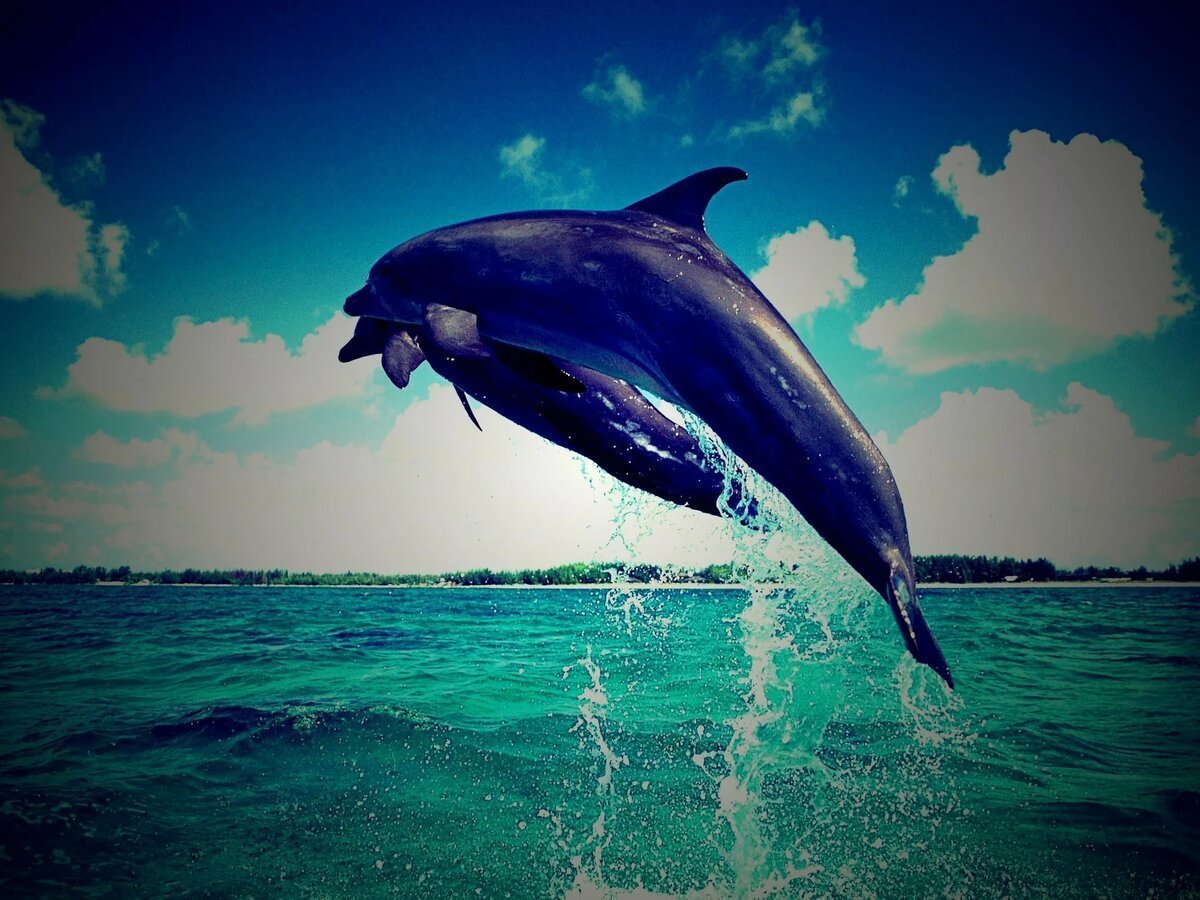 Фото дельфинов на рабочий стол
