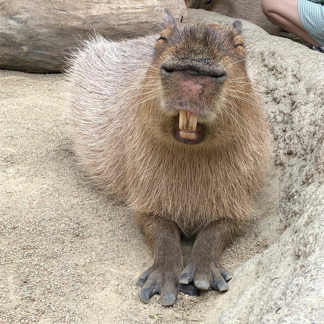 Капибара лапы