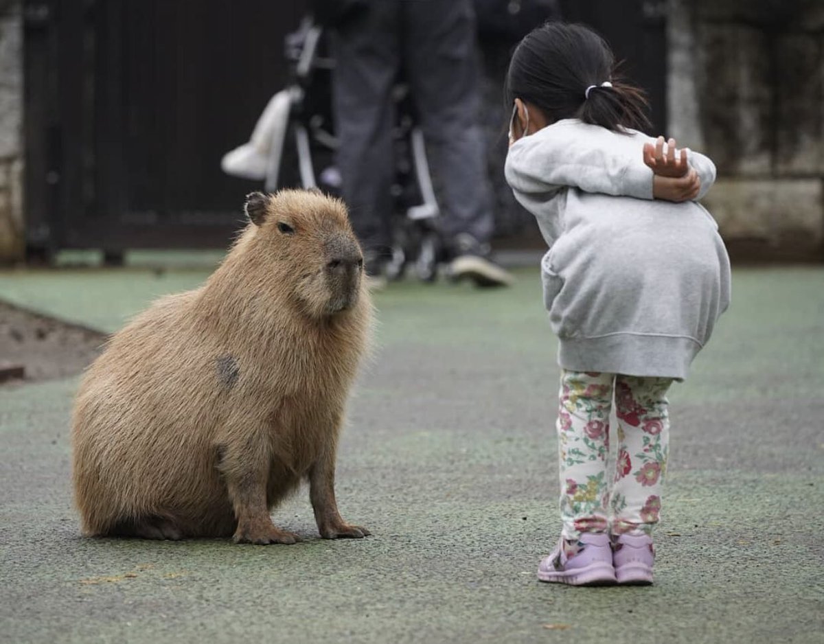 Капибара и человек
