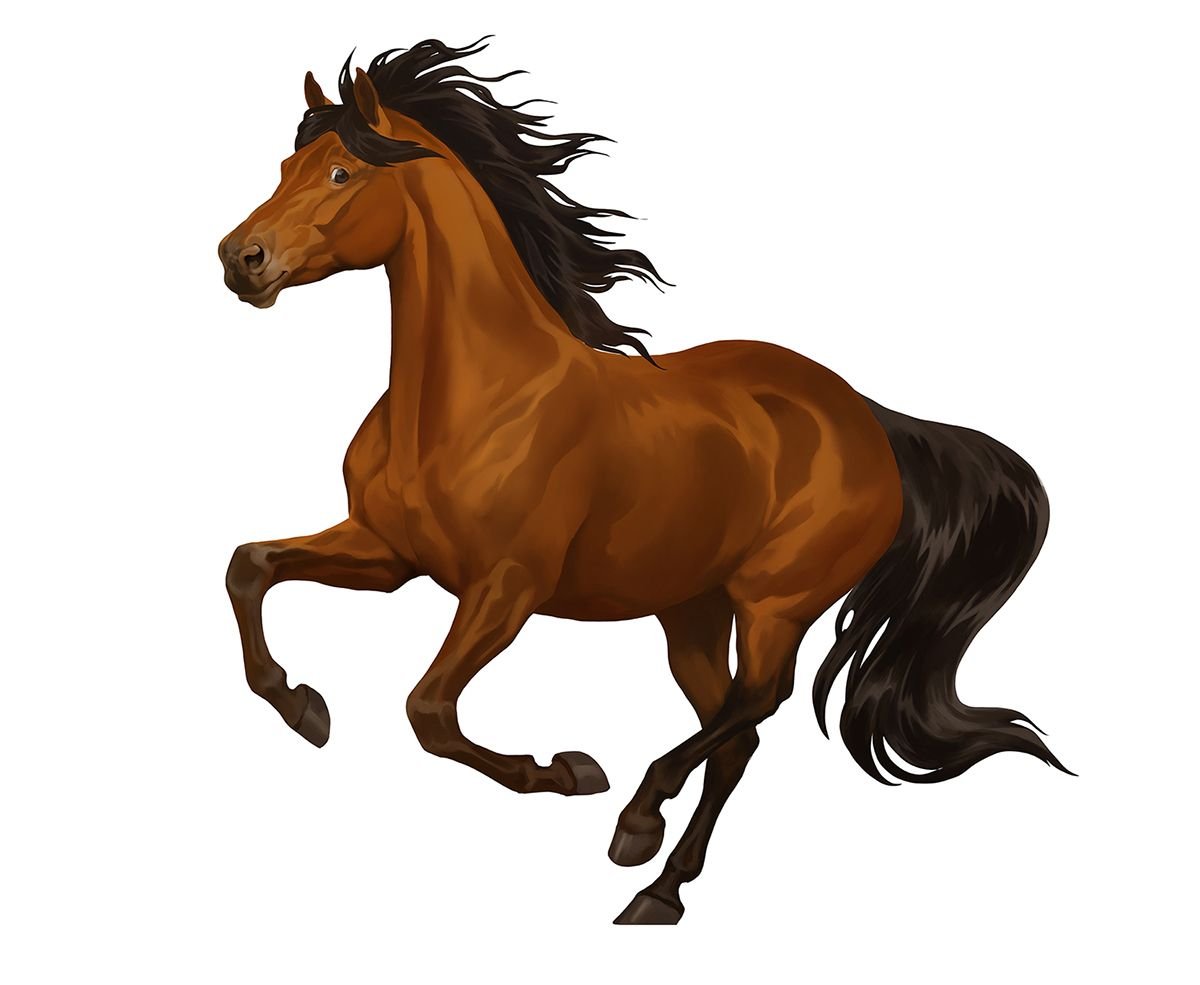 Конь на белом фоне