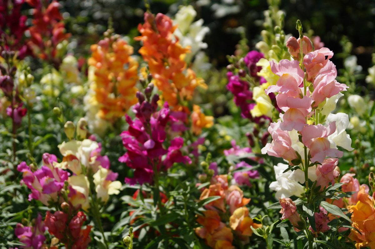 Львиный цветок Антирринум