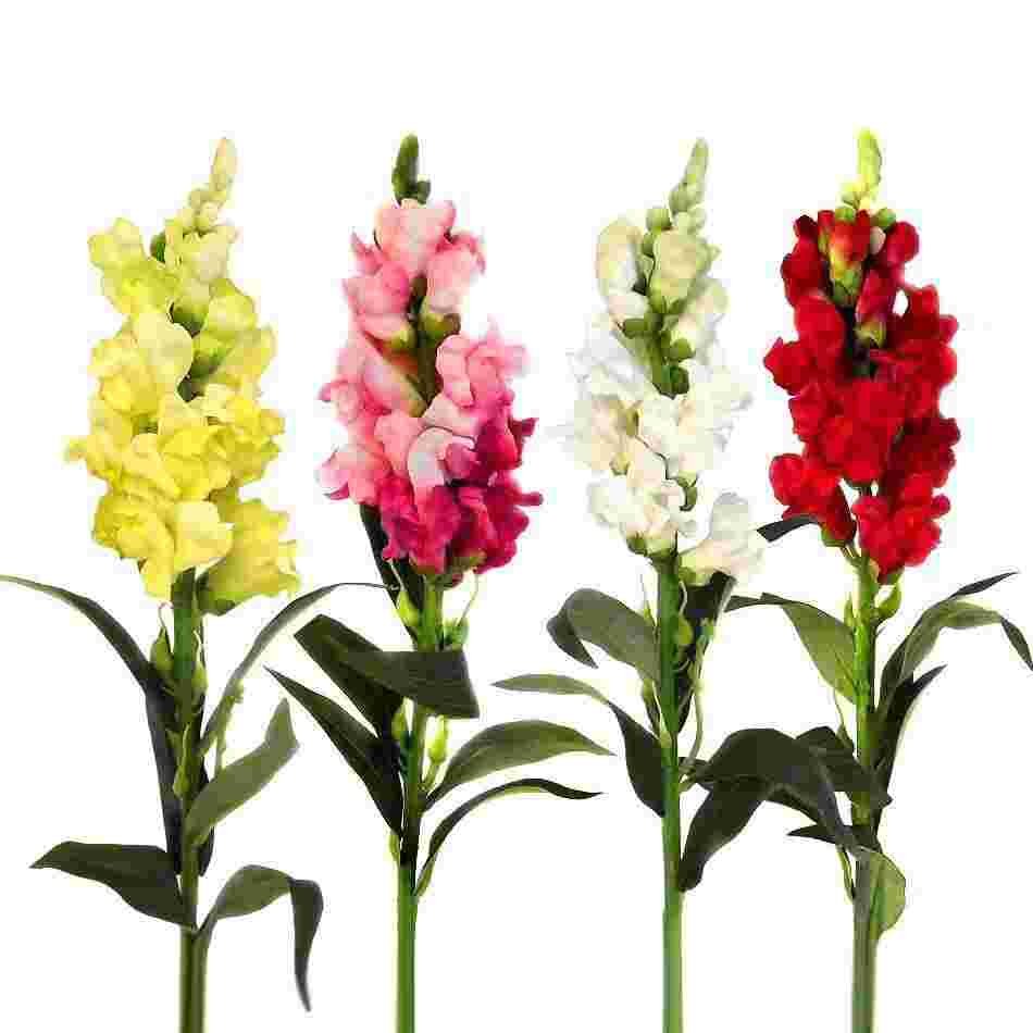 Антирринум срезка