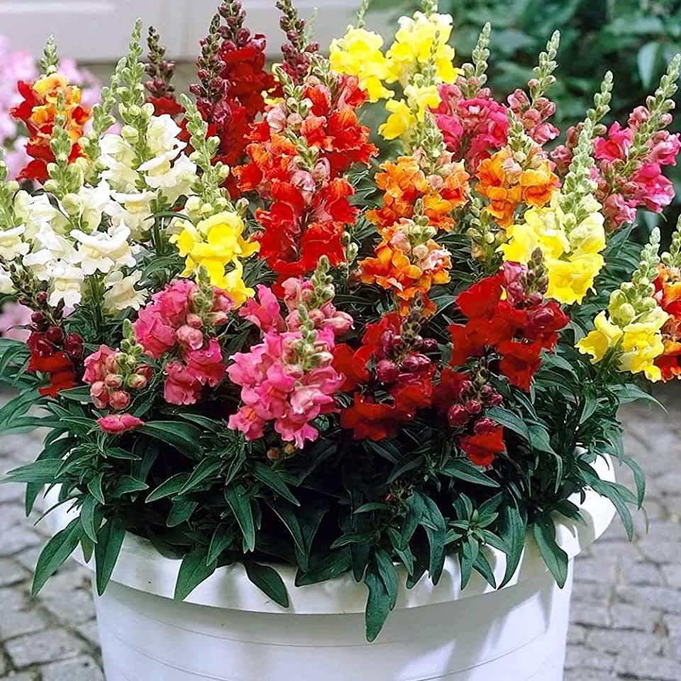 Львиный зев Твинни микс