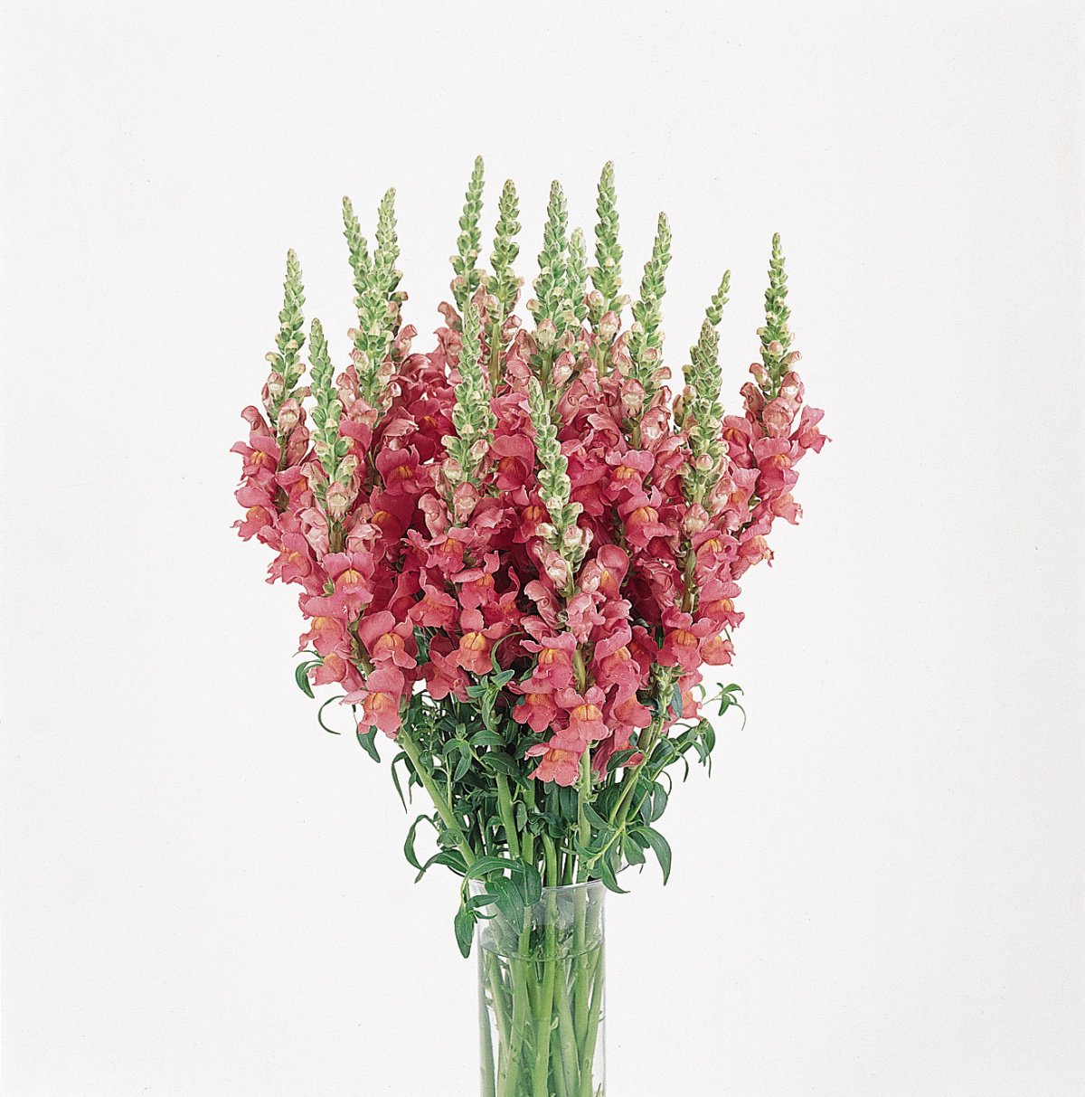 Антирринум Коста Роуз