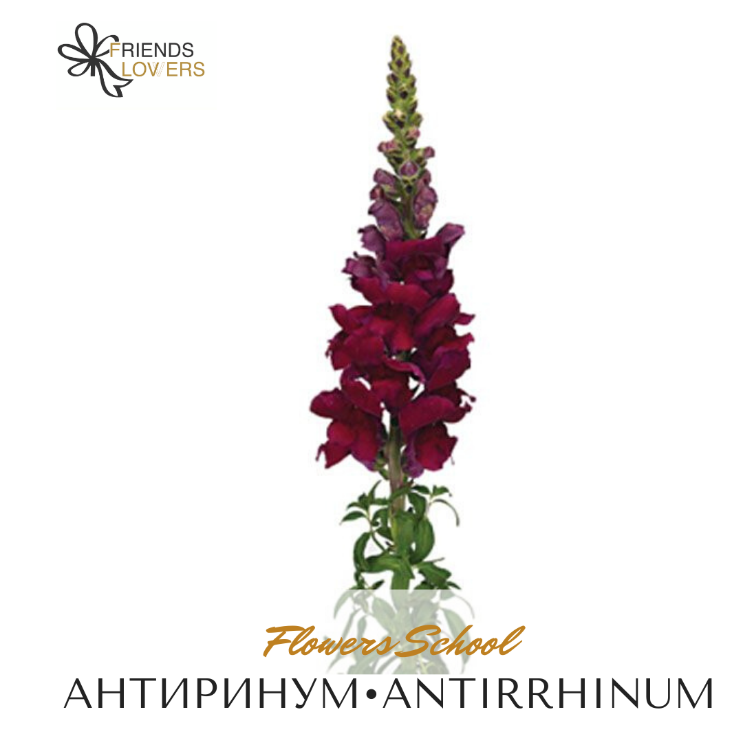 Антирринум срезка