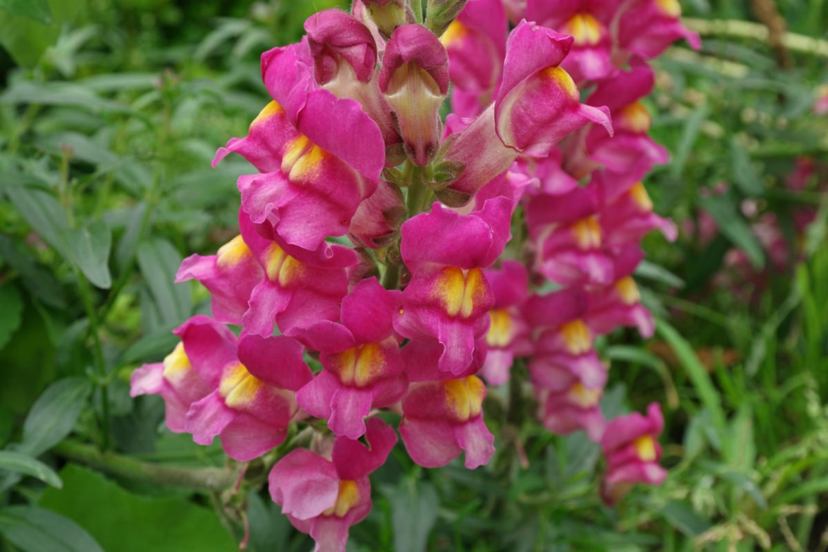 Львиный зев Снеппи