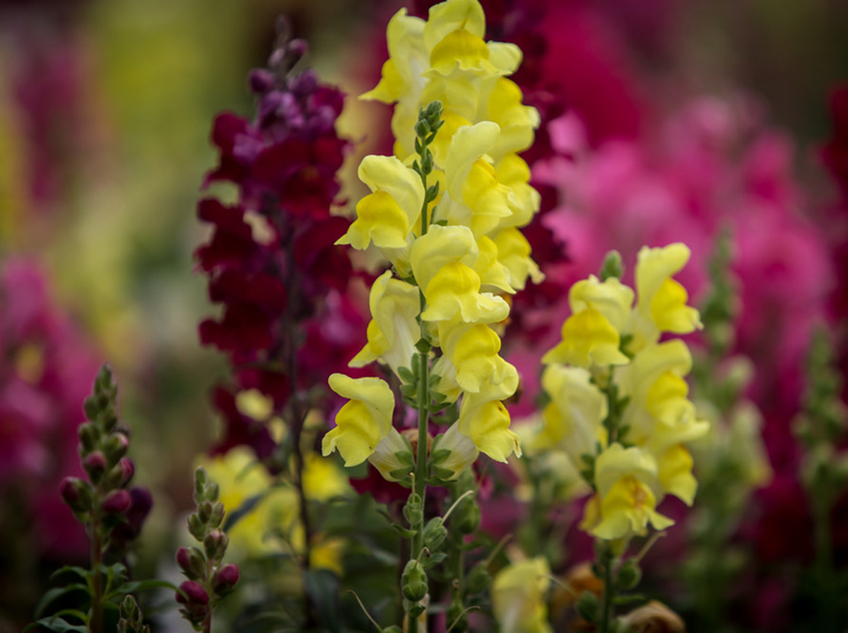 Львиный зев Радуга