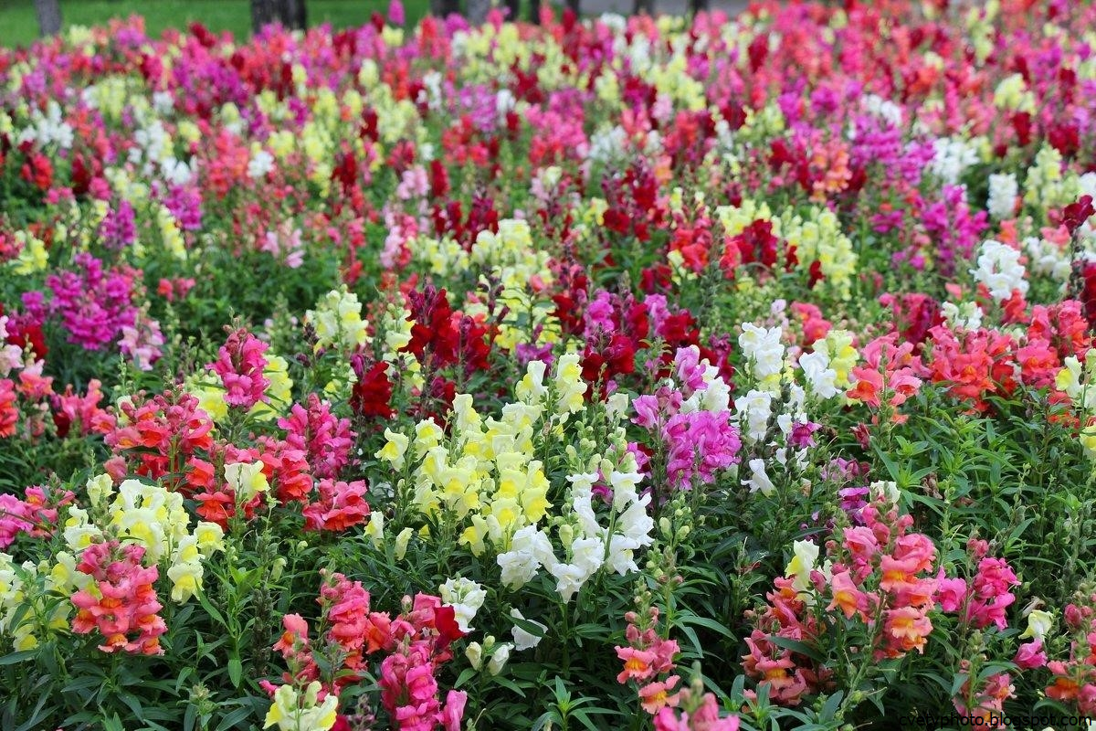 Левкой львиный зев