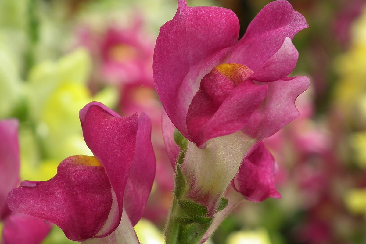 Львиный зев вельвет Джайнт