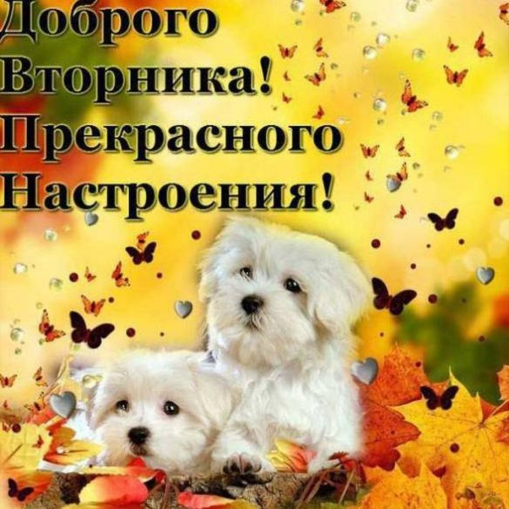 Хорошего вторника