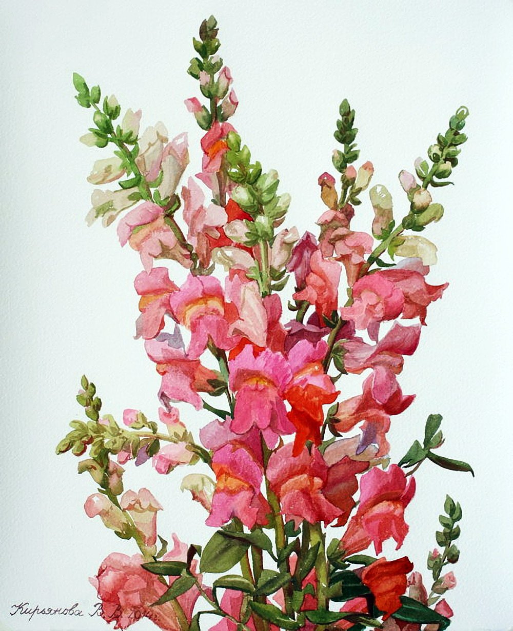 Цветы львиный зев акварель