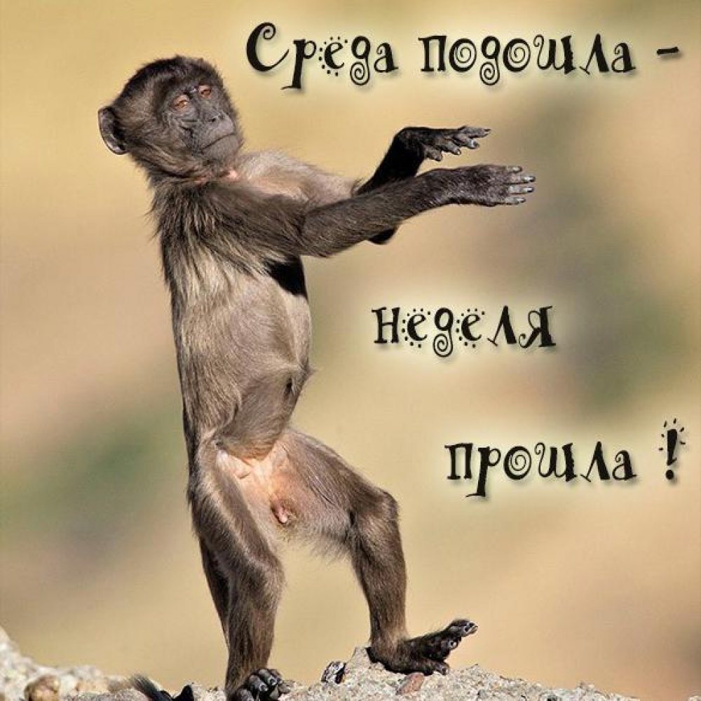 Фразы про понедельник прикольные