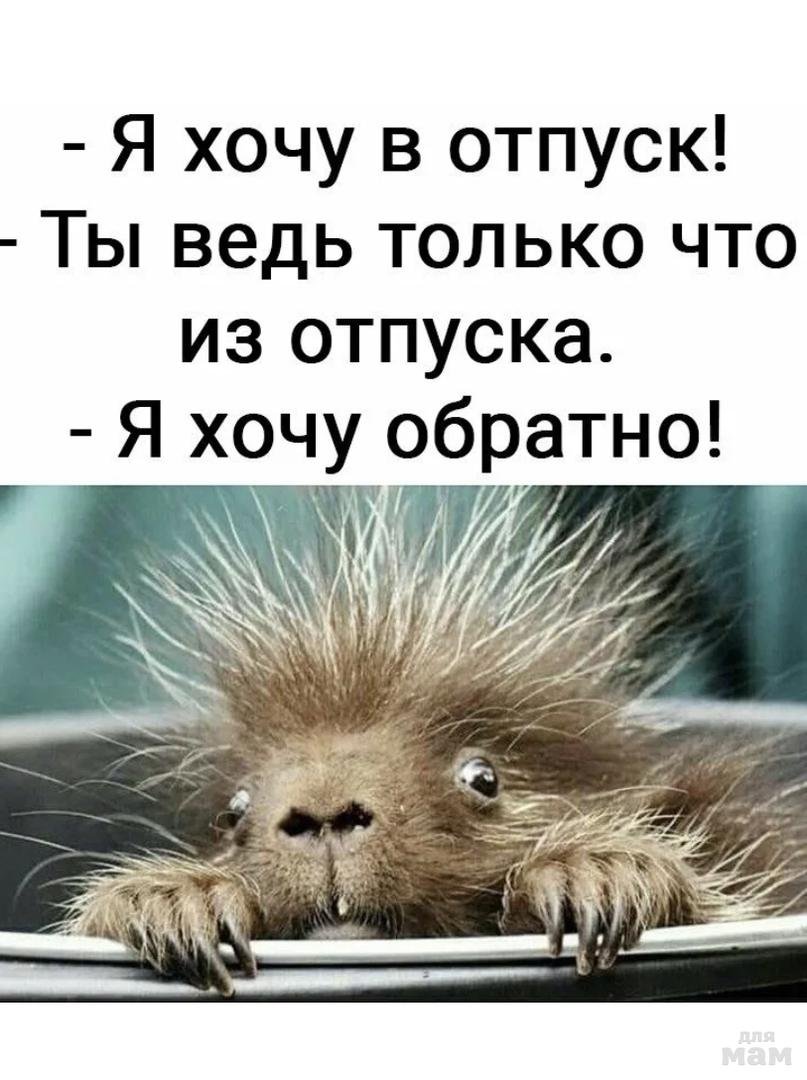 Отпуск закончился приколы