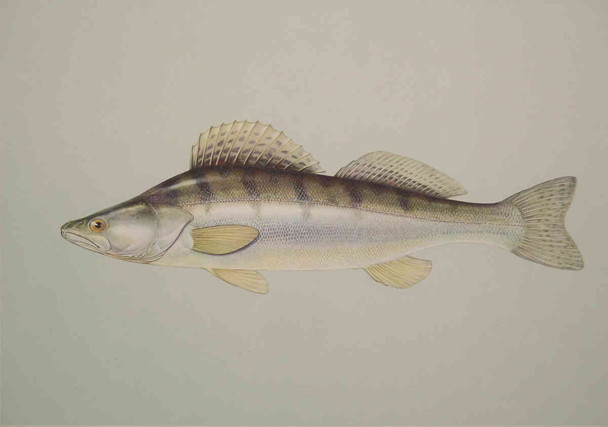 Генуэзская крепость в Судаке акварель