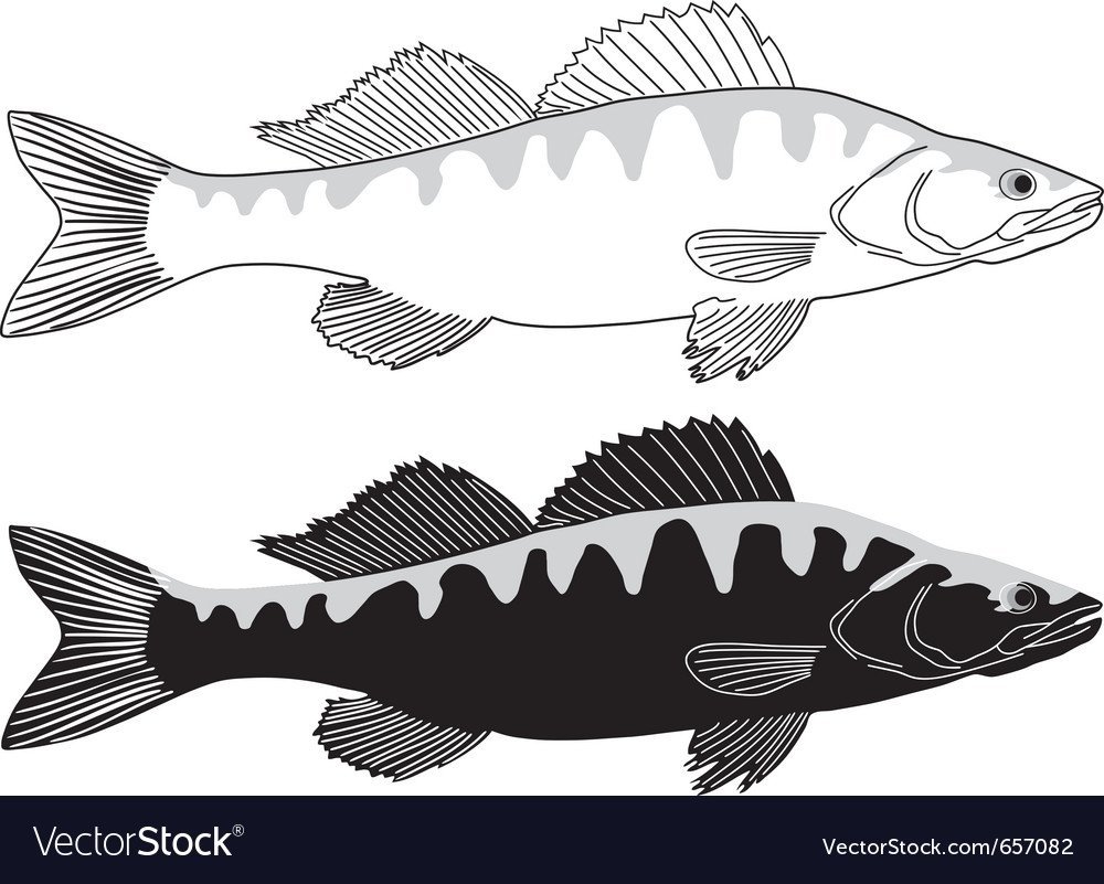 Судак силуэт