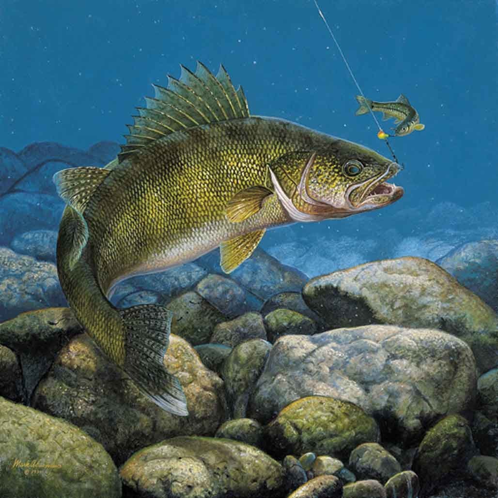 Хищные Пресноводные рыбы