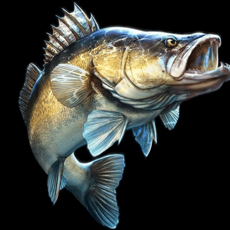 Судак тудак