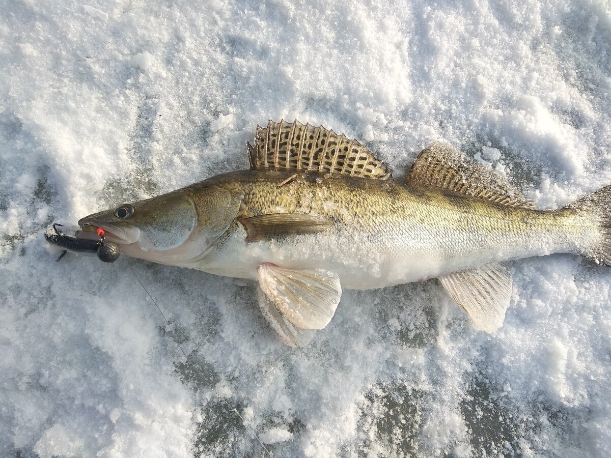 Судак раскраска