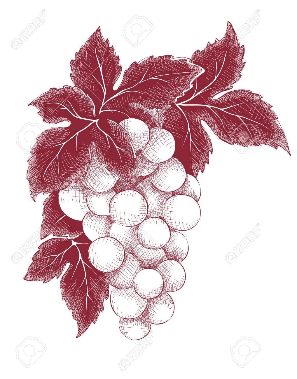 Виноград Векторная Графика
