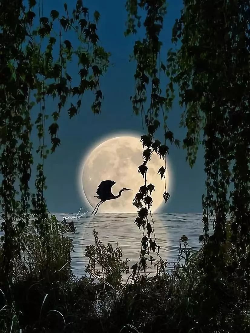 Свечи на полнолуние. Дерево в лунном свете. Лунная ночь. Луна вечером. Необычная Луна.