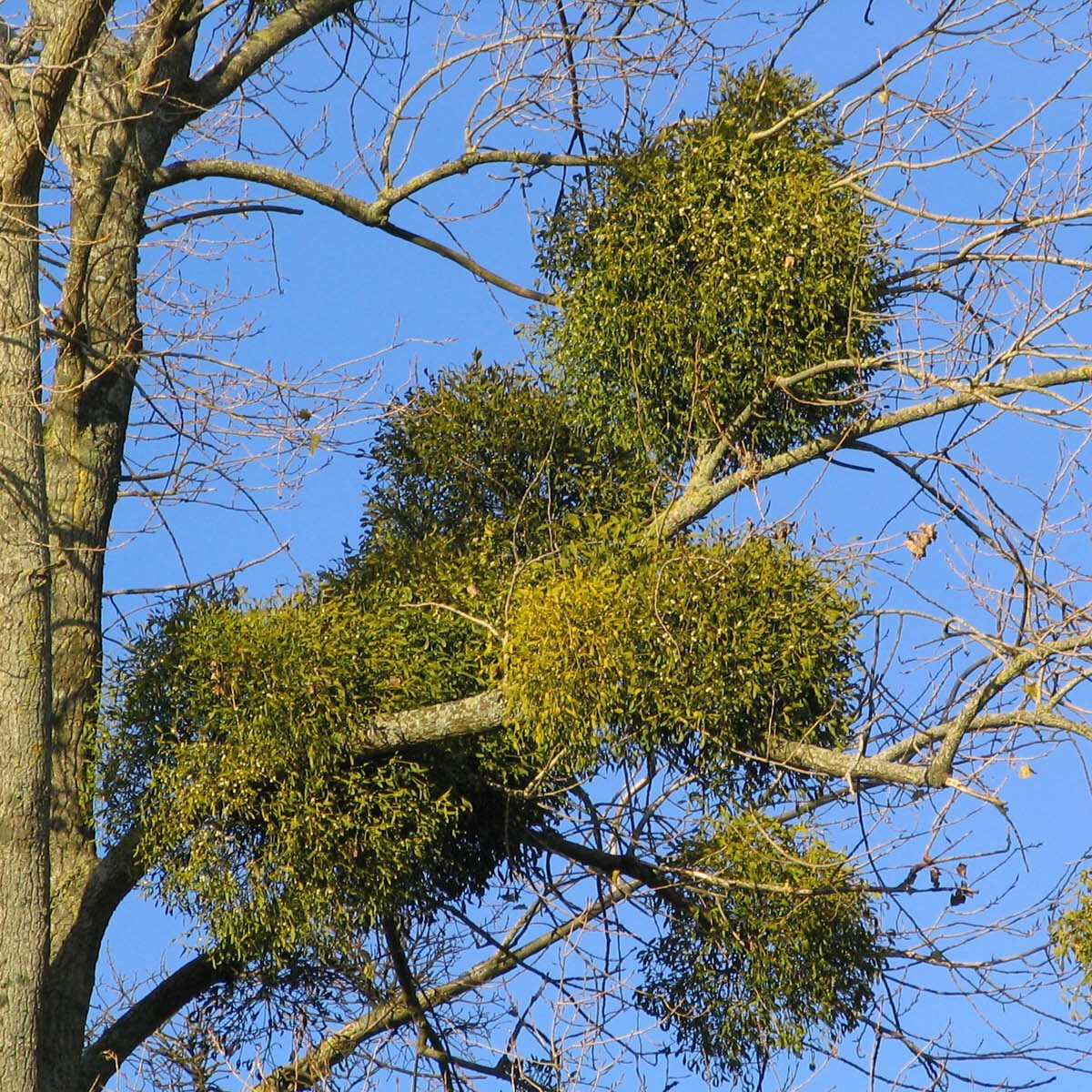 Цветы омелы белой