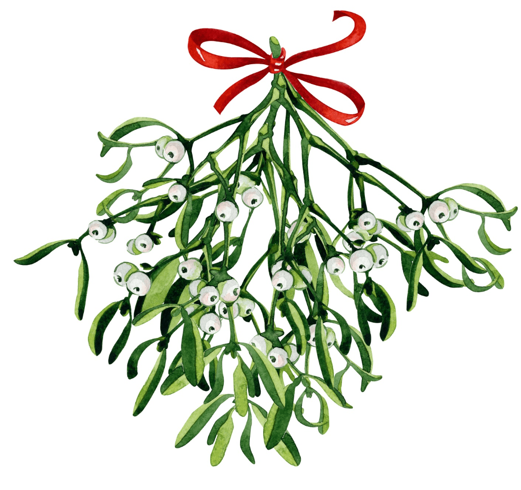 Омела белая рисунок