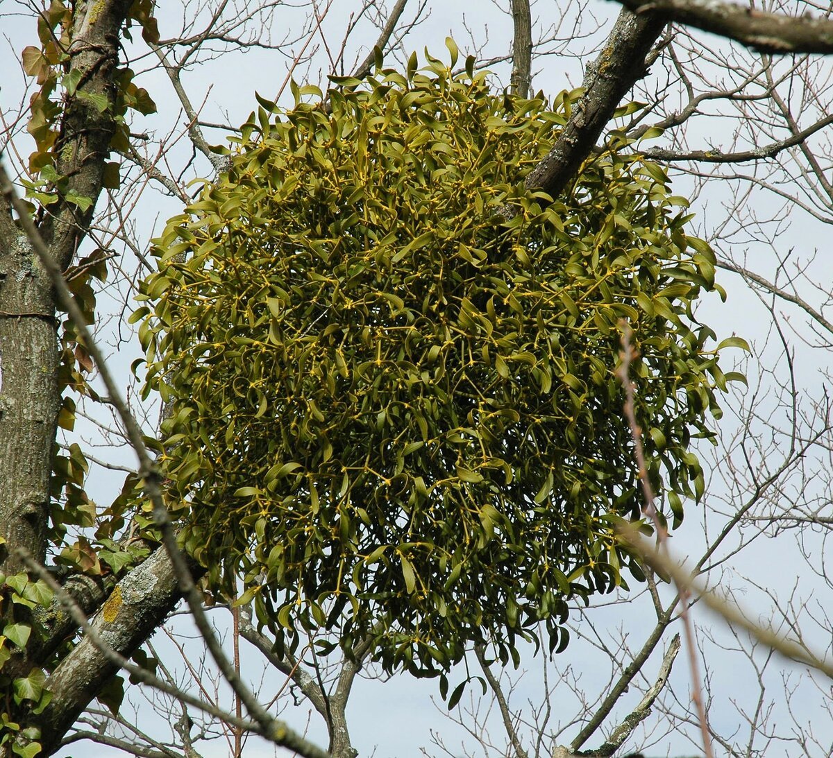 Омела корни присоски