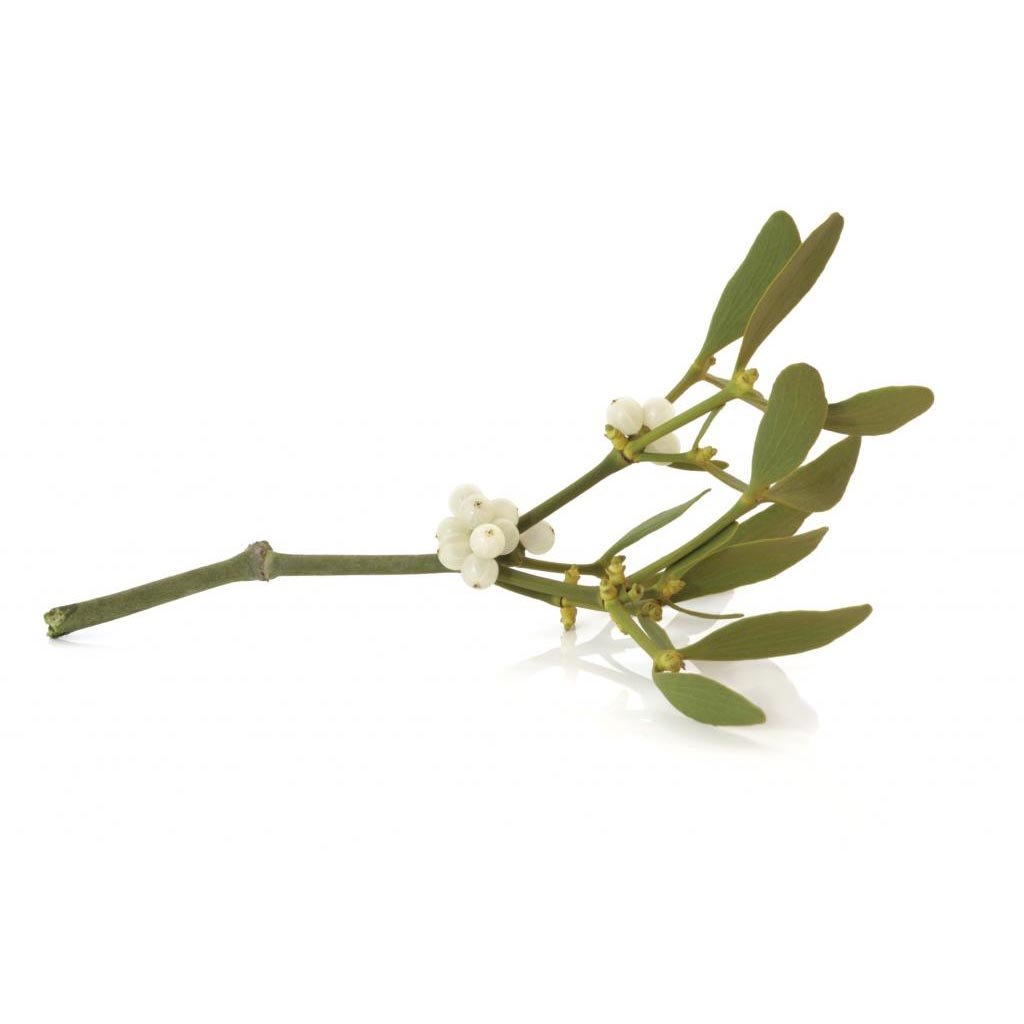 Омела Цветущая красная или оранжевая