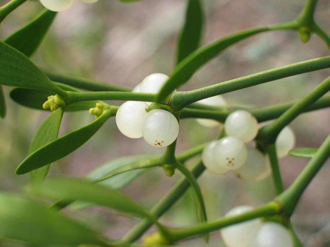 Омела белая инструкция