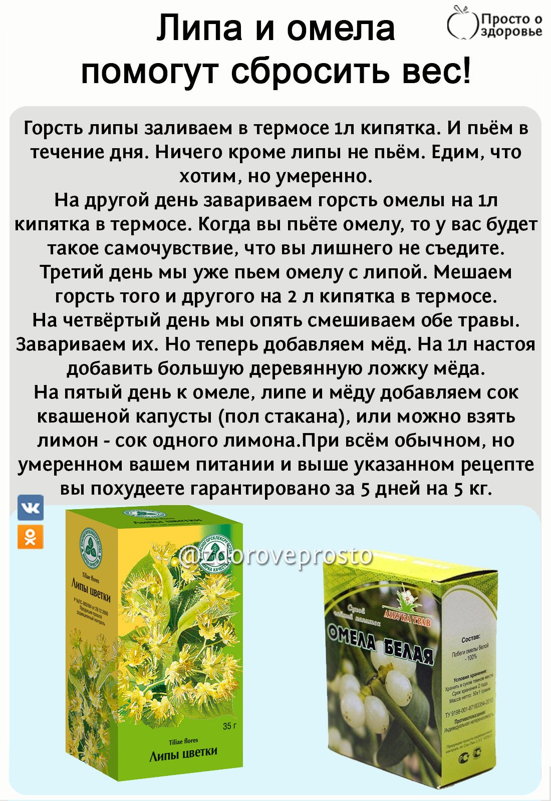 Омела белая Ботанический рисунок