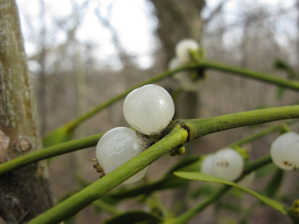 Плоды омелы белой
