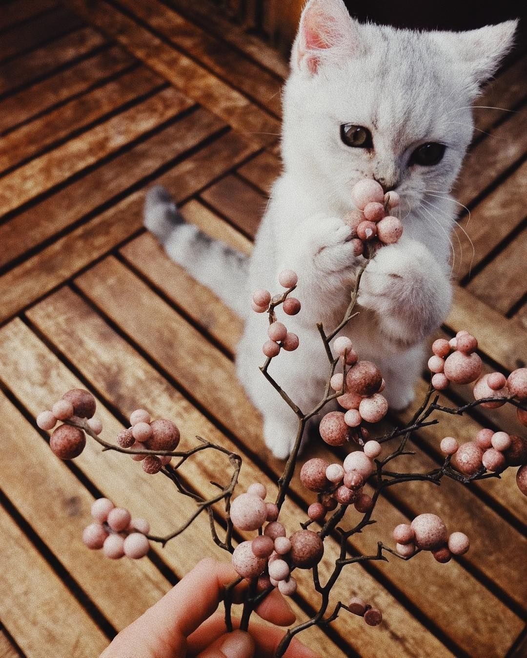 Котики Эстетика