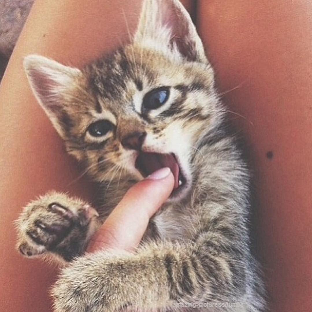 Котята аниме