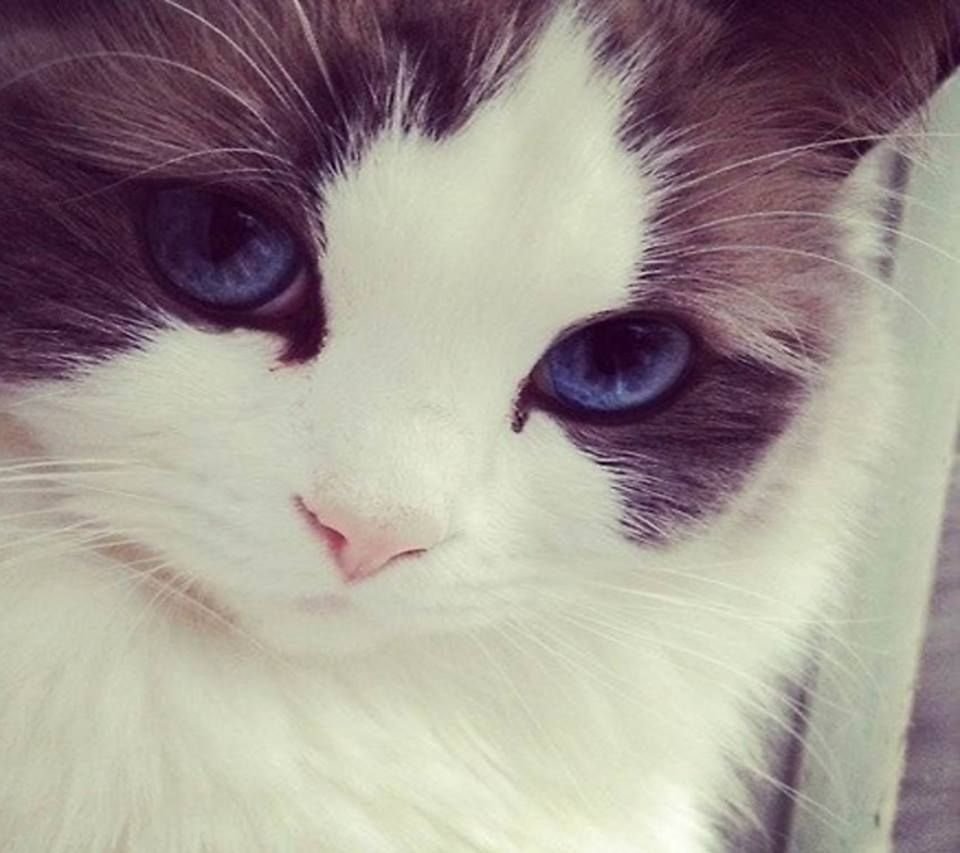 Оксана Перевертова