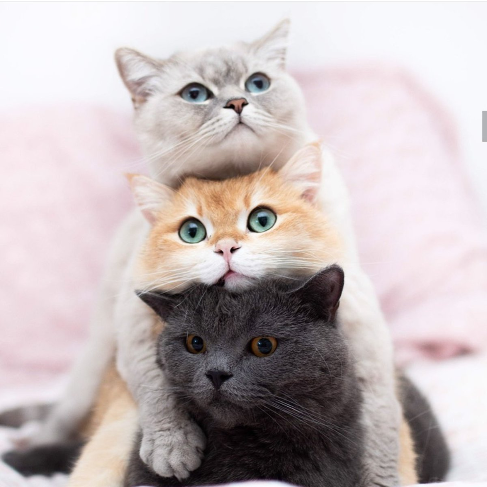 Котики вместе