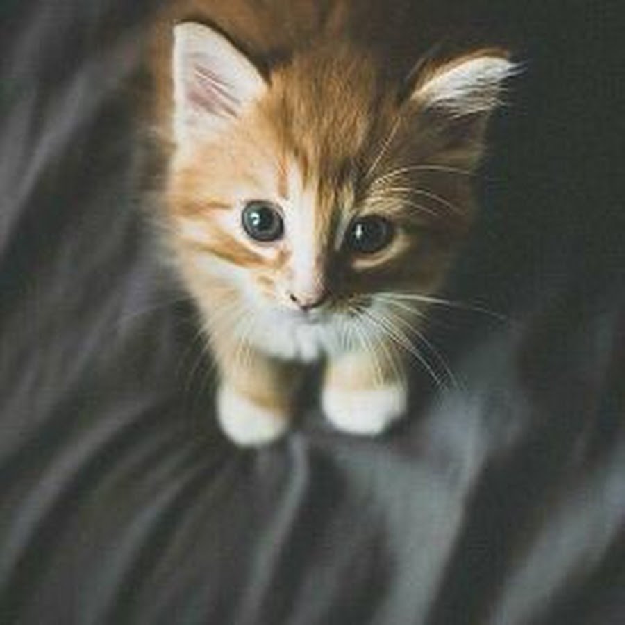 Котики с сердечками