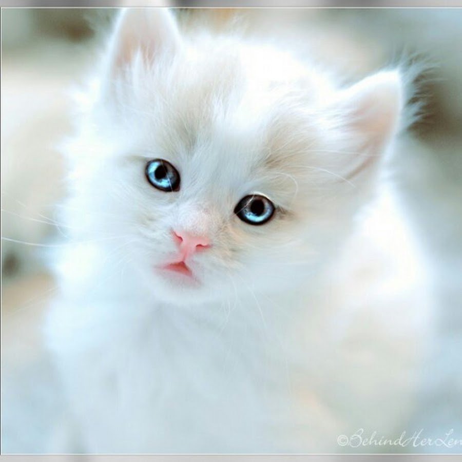 Милые котята на руках