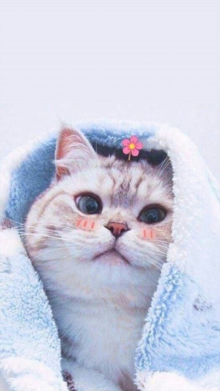 Милые котики