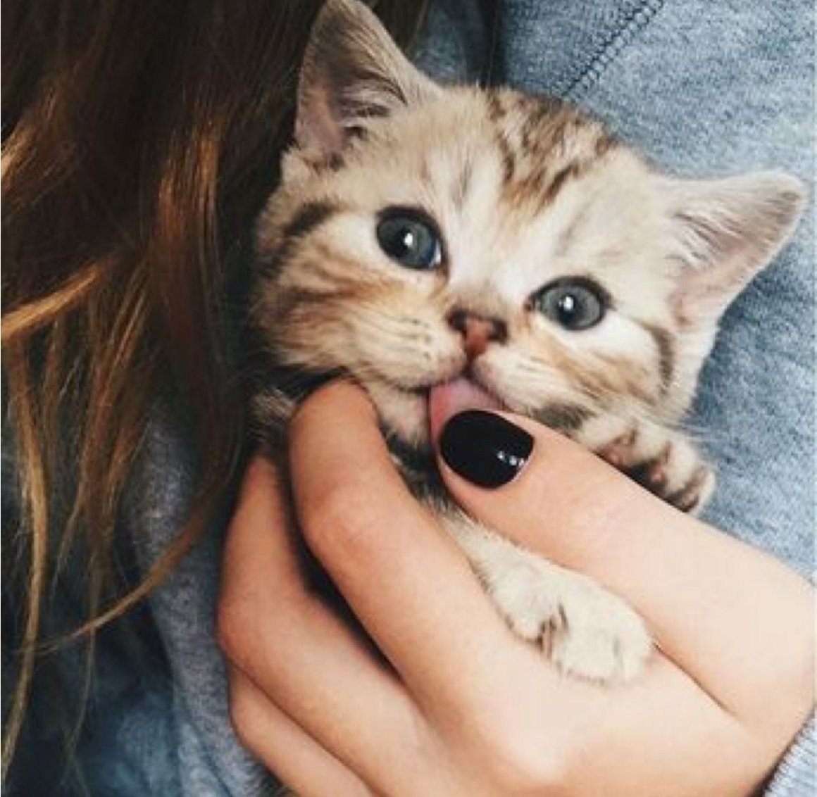 Милые котята белые пушистые