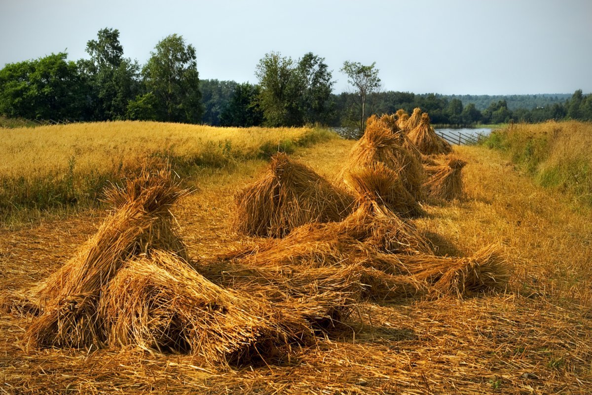 Овсяной Снопок