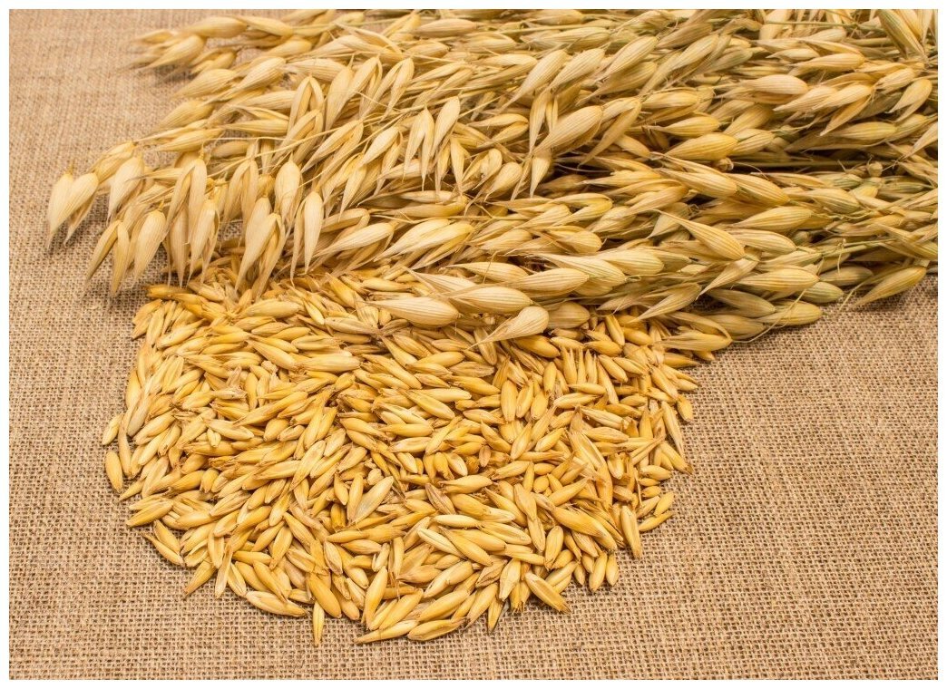 Овес овсянка на белом