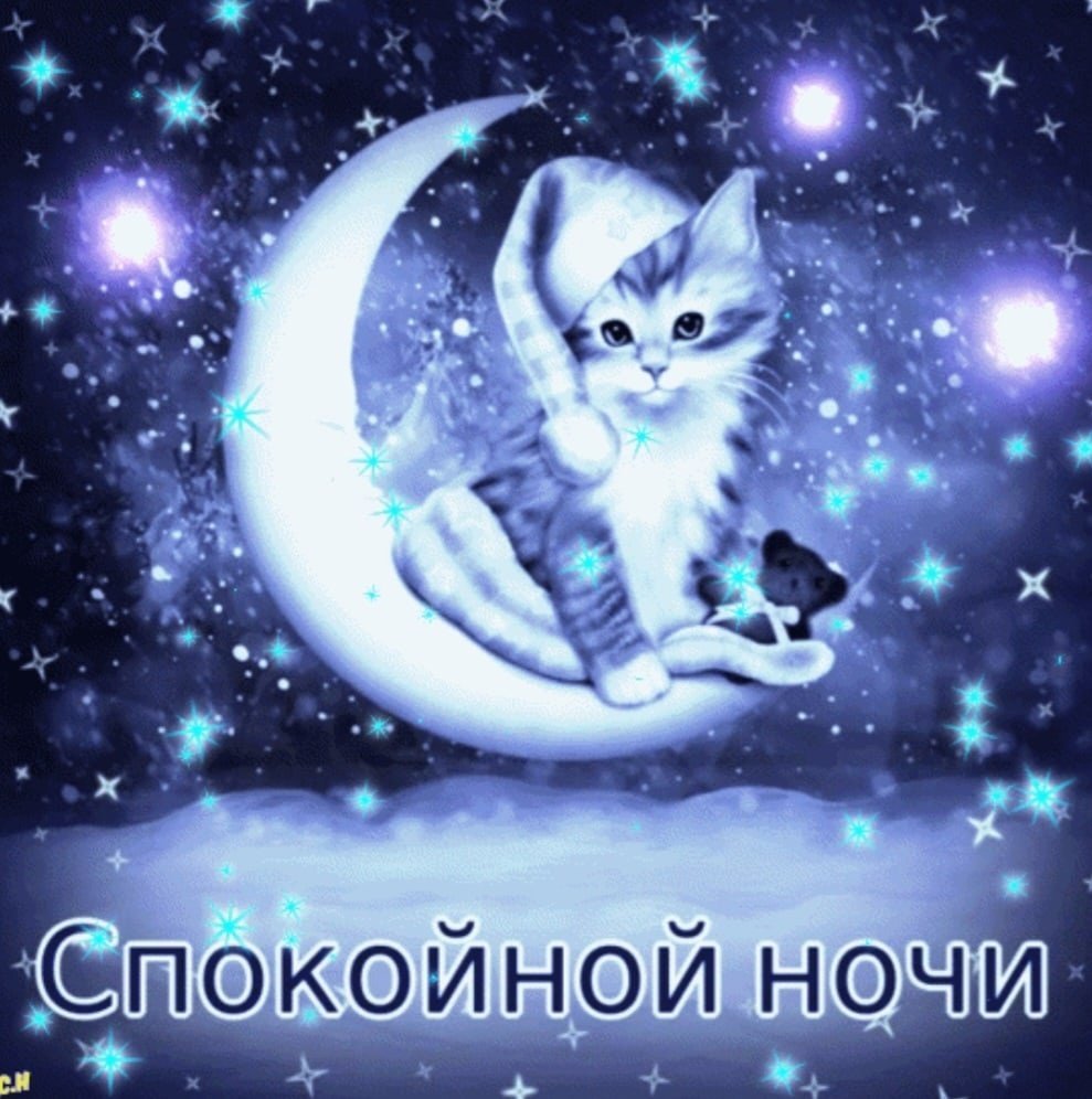 Коты Алексея Долотова спокойной ночи