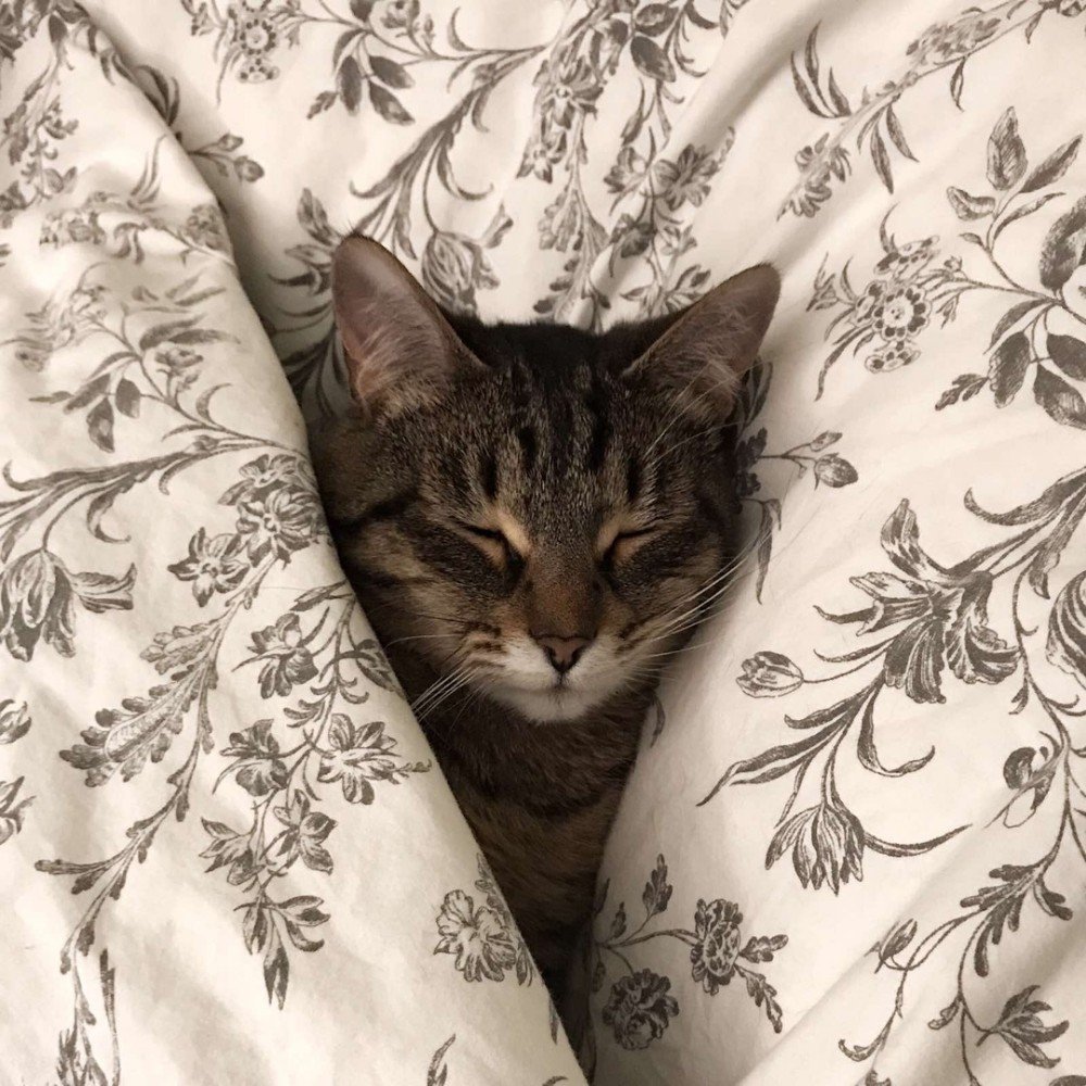 Спокойной ночи мемы коты