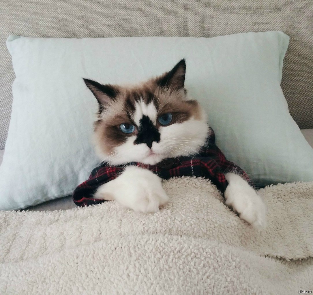 Спящие котики